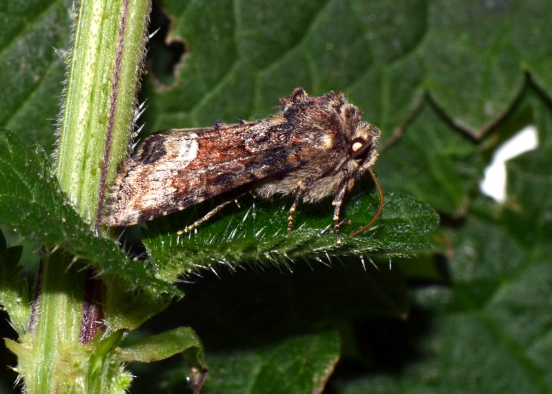 Noctuidae in esame